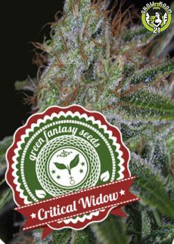 Bild von Critical Widow