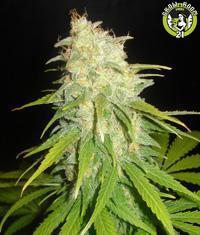 Bild von Critical Yumbolt