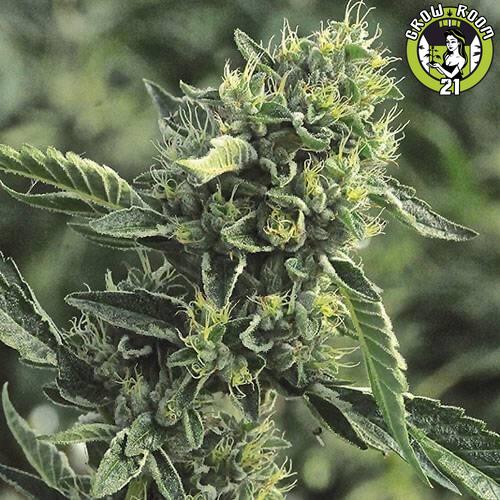 Bild von DC Cure 1:1 Auto