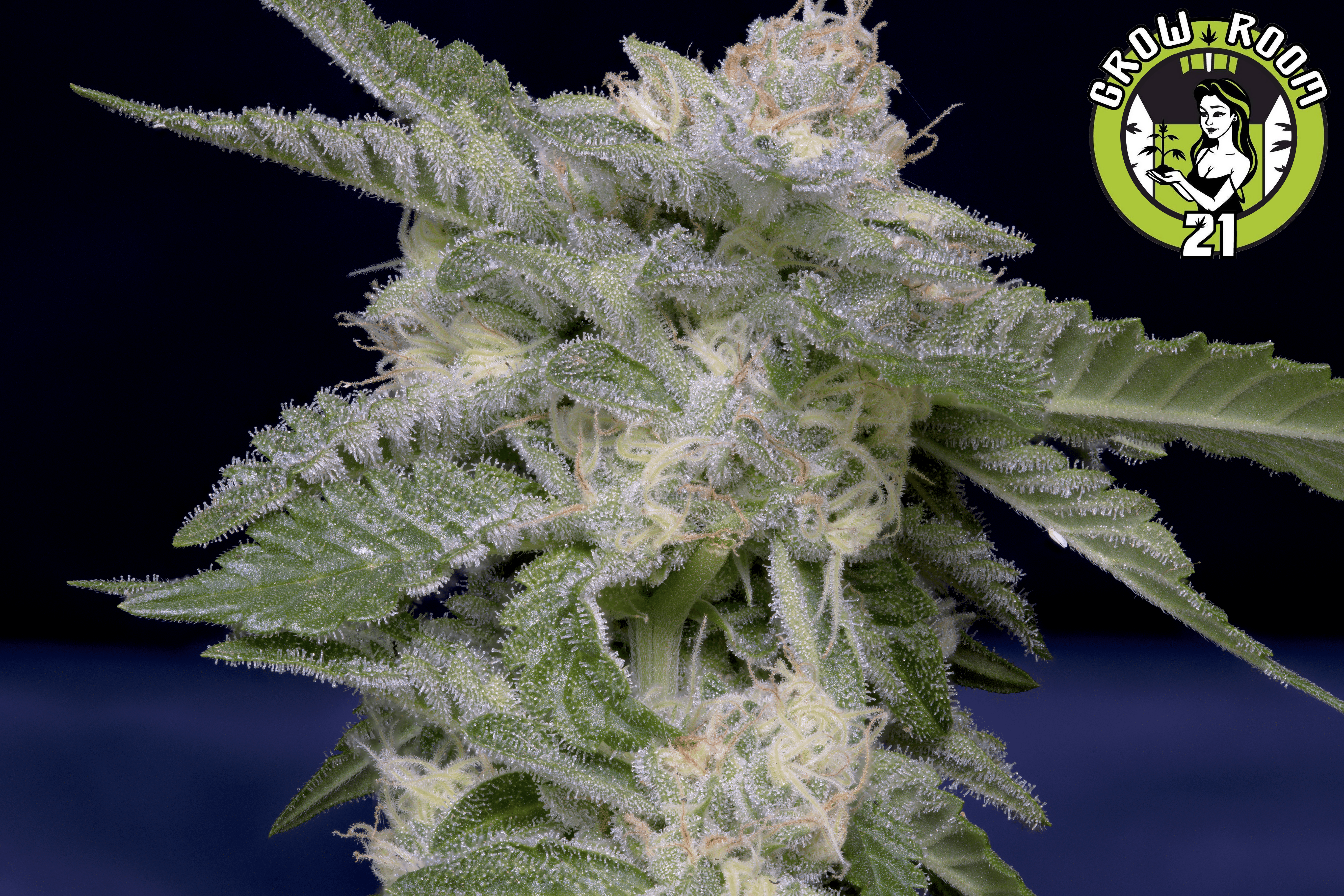 Bild von Don Critical Crack