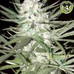 Bild von Early Top Skunk