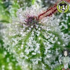 Bild von Exodus Haze