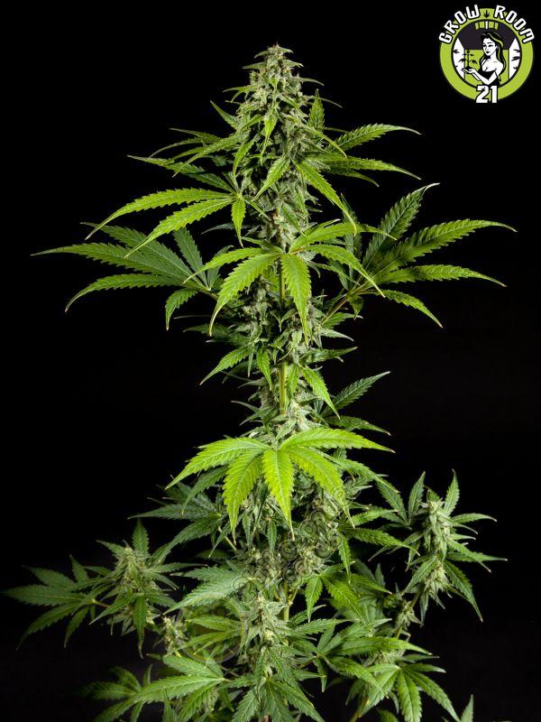Bild von Fraggle Skunk Auto