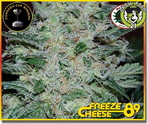 Bild von Freeze Cheese 89