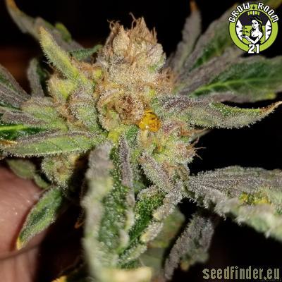 Bild von Gods Lemon Skunk