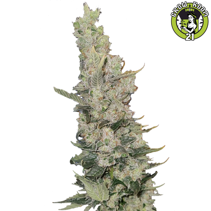 Bild von Great White Kush
