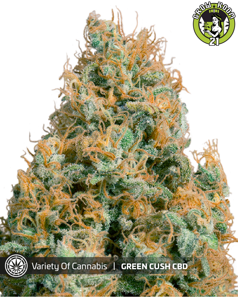Bild von Green Cush CBD