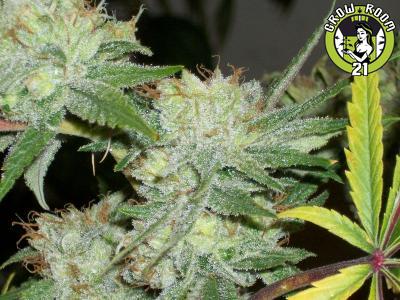 Bild von Green Python