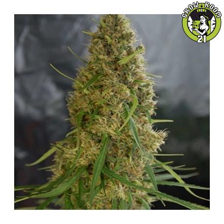 Bild von Jah Light