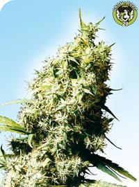 Bild von Jamaican Pearl