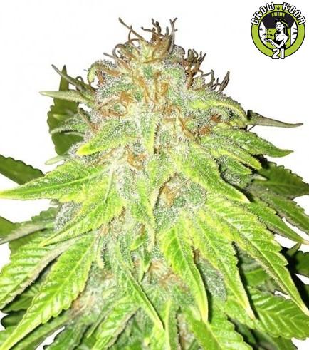 Bild von Kalashnikov Autoflowering