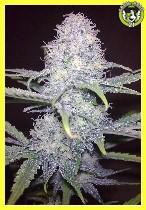 Bild von Killer Super Blueberry