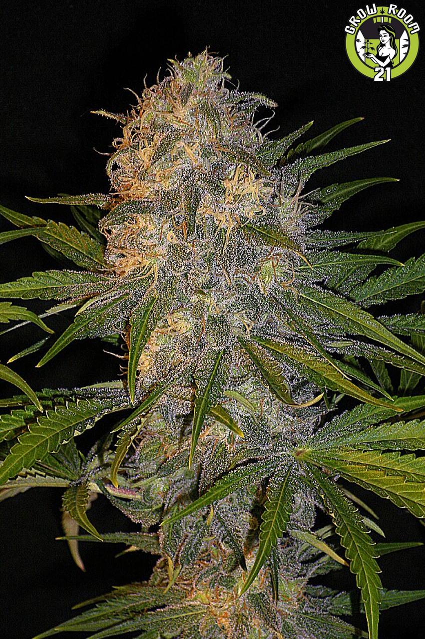 Bild von Kush Mass