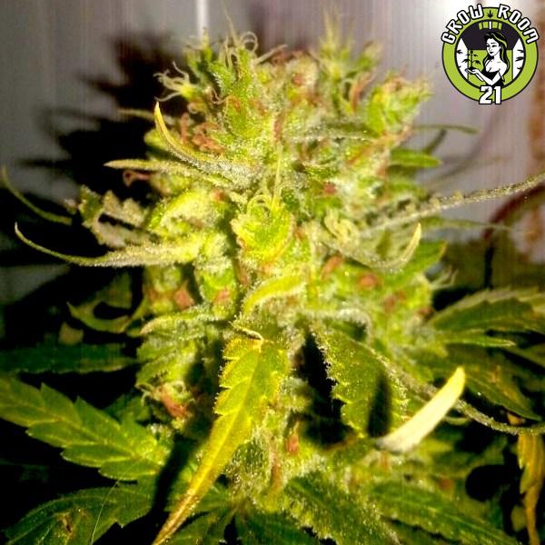Bild von Lemon Haze