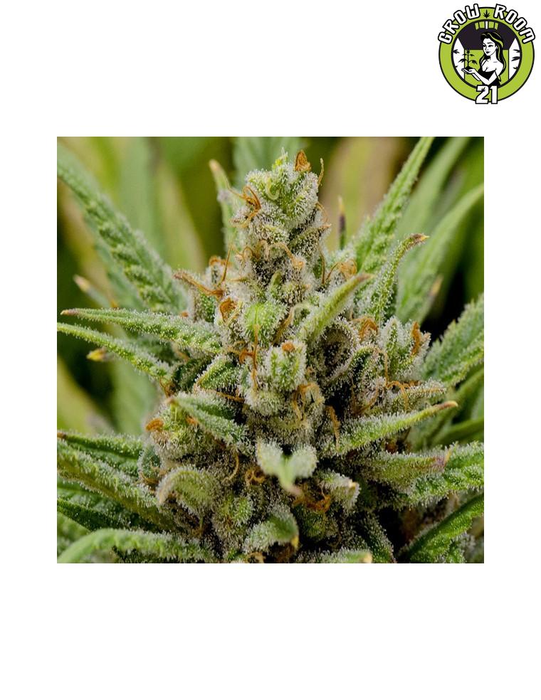 Bild von Lemon Haze
