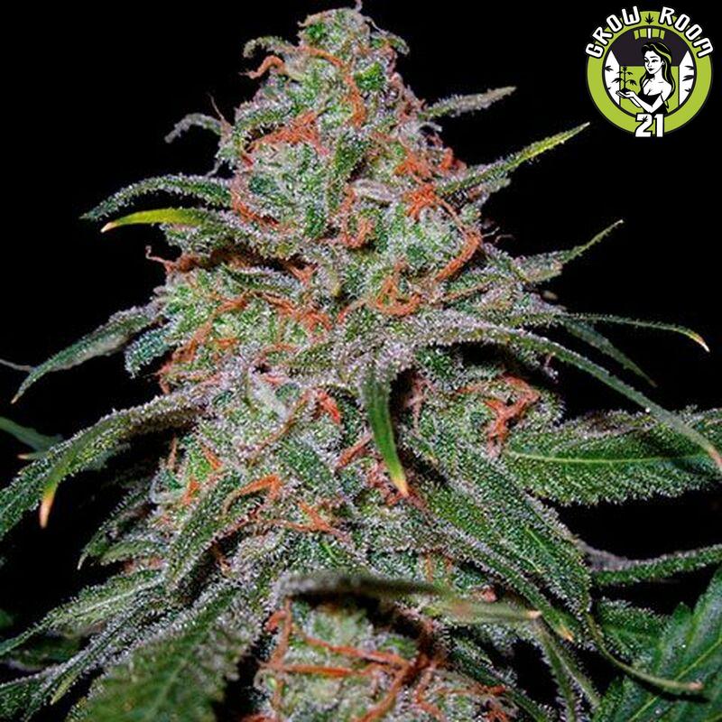 Bild von Lemon Skunk Auto