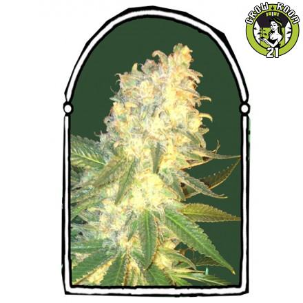 Bild von MassKush