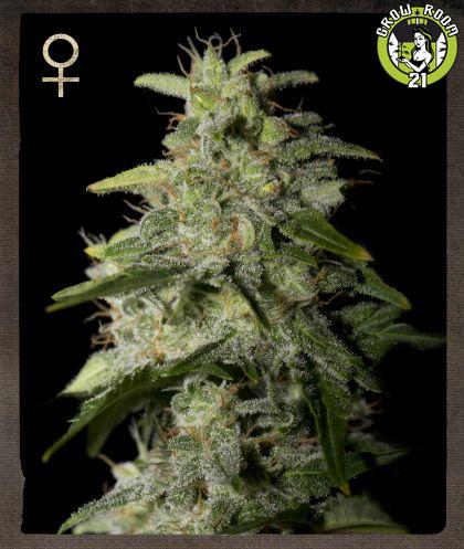 Bild von Money Maker