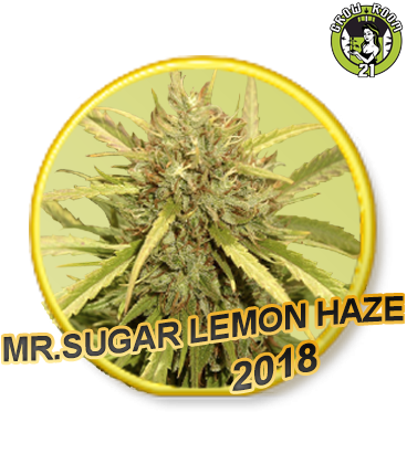 Bild von Mr. Sugar Lemon Haze