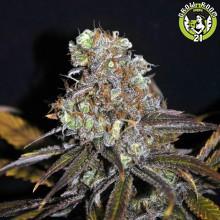 Bild von Norcal CBD Critical Mass