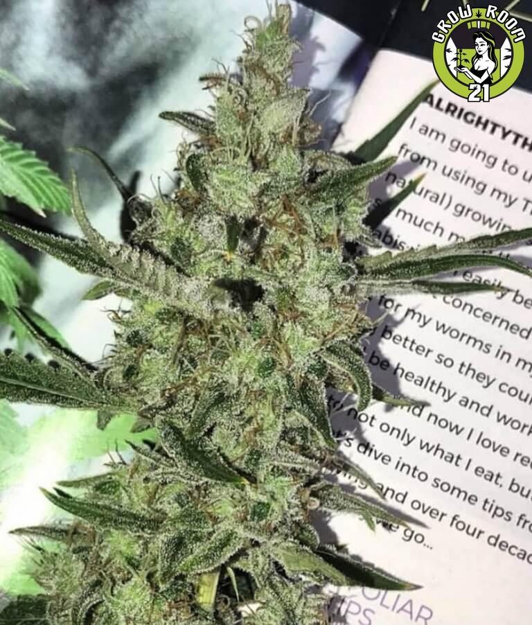 Bild von Petrol Skunk