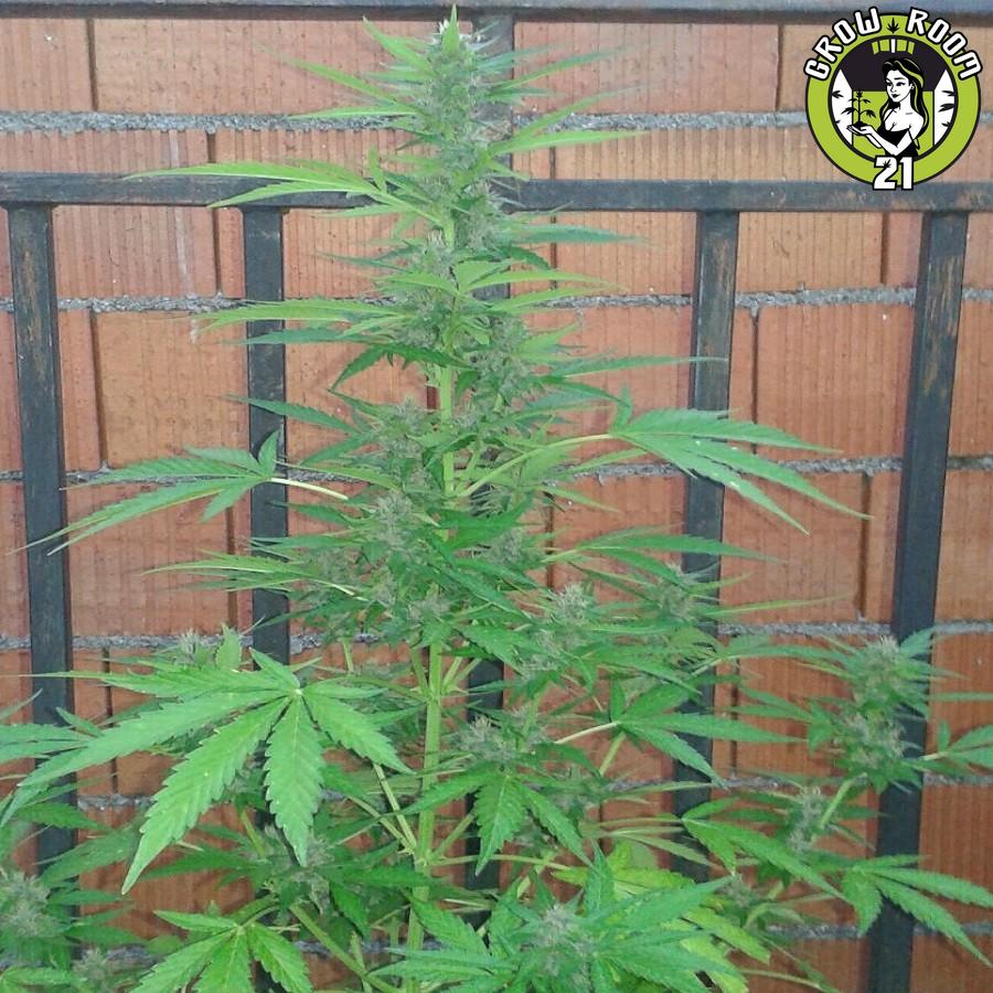 Bild von Piensa en Mazar Auto