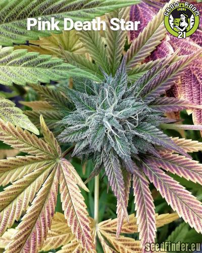 Bild von Pink Death Star