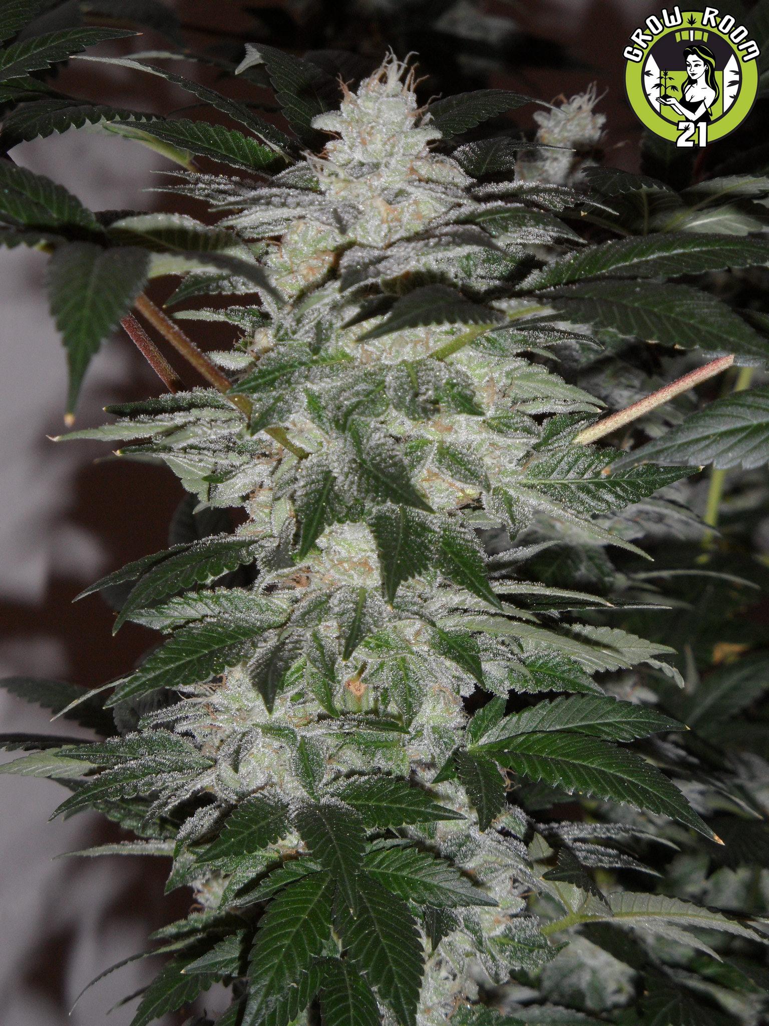 Bild von Power Kush LSD