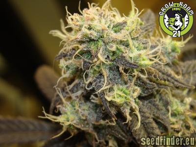 Bild von Purple Skunk x Dutch Treat