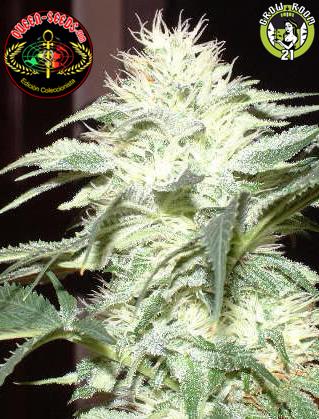 Bild von White Widow