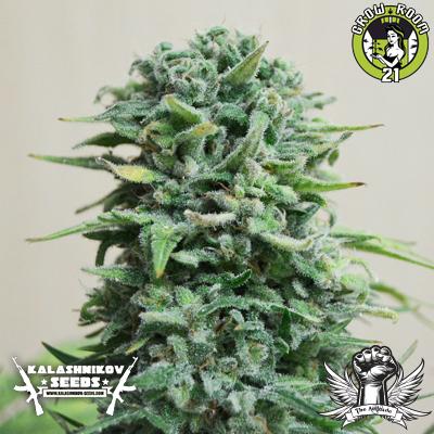 Bild von Siberian Haze Auto