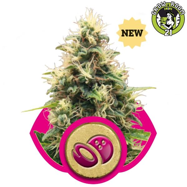 Bild von Seeds Somango XL