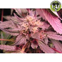 Bild von Sour Purple Bubblegum