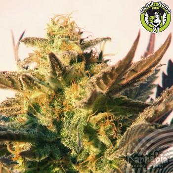 Bild von Speedy Gonzales