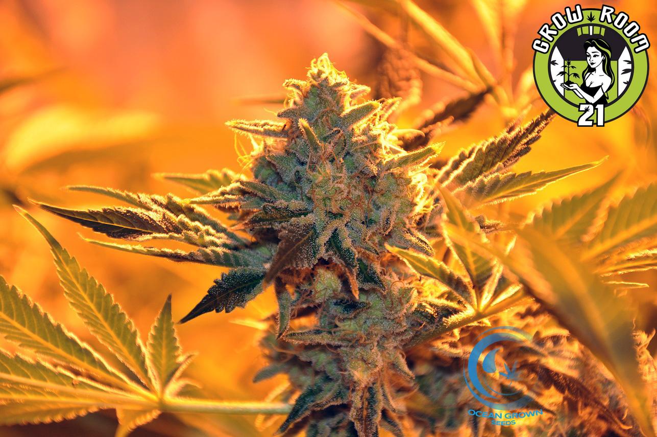 Bild von Empire Kush