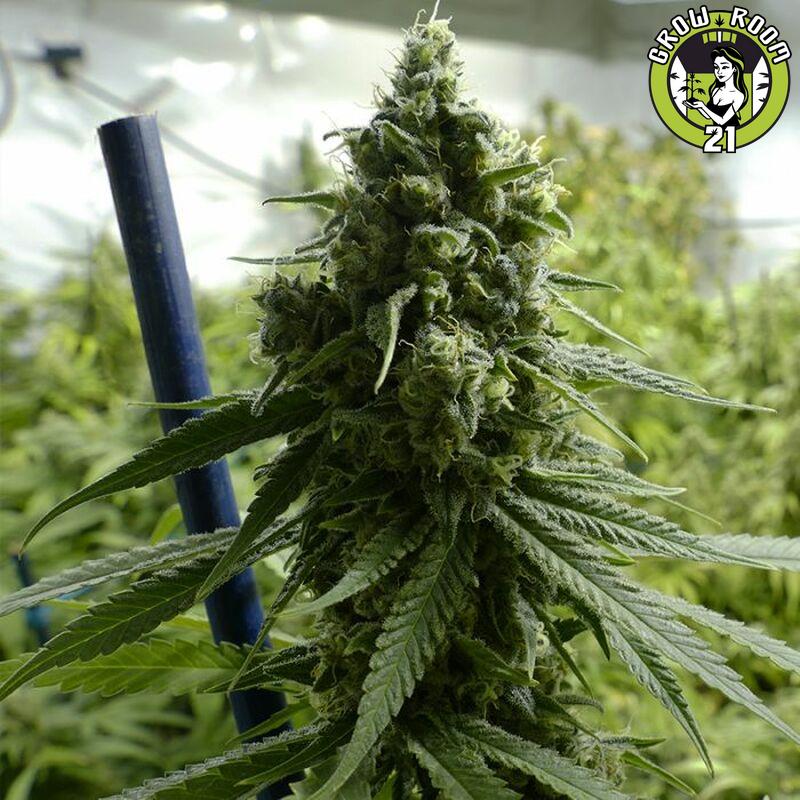 Bild von Super Lemon Haze