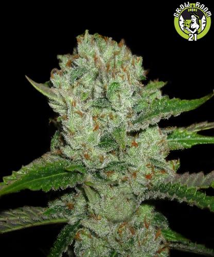 Bild von Super Lemon Storm