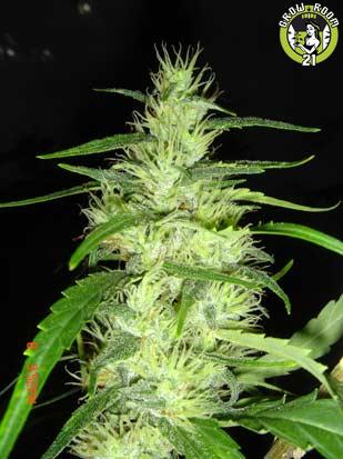Bild von Super Silver Cheese