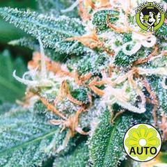 Bild von Super Skunk Auto