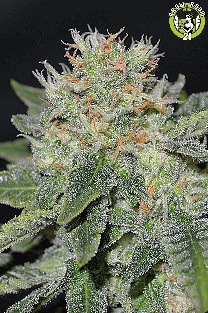 Bild von Super Skunk Kush