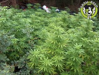 Bild von Super Skunk x Mighty Mite