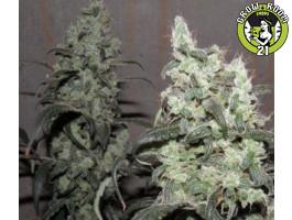 Bild von Super Snow Lotus
