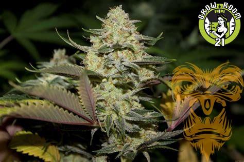 Bild von Super StarDawg