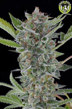 Bild von White Widow Autoflowering