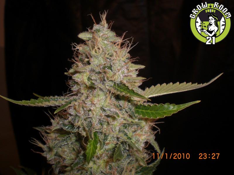 Bild von White Widow x Critical