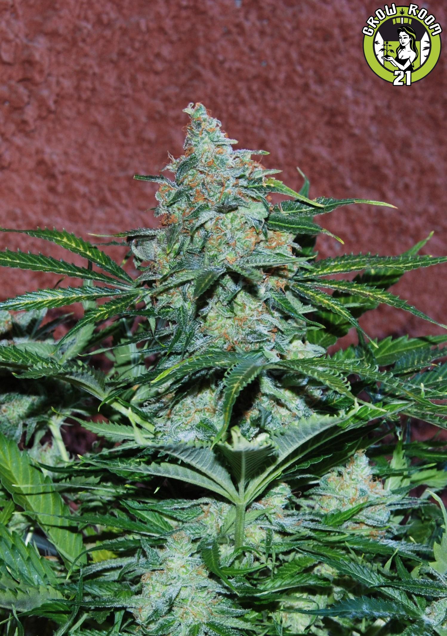 Bild von Amnesia Auto