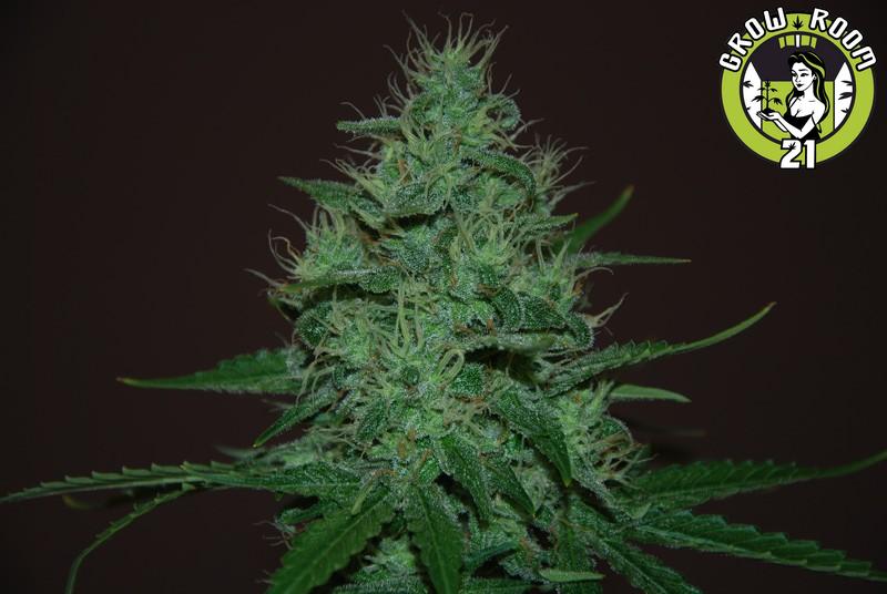 Bild von Amnesia Haze Auto