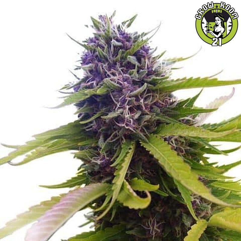 Bild von Fat Blueberry Auto