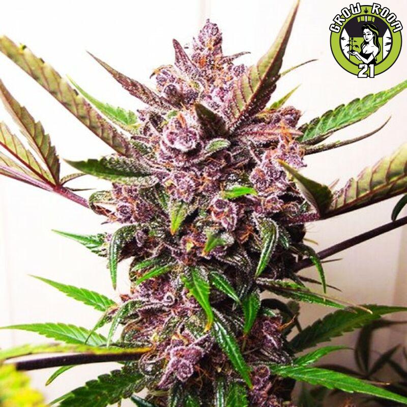 Bild von Blueberry Auto