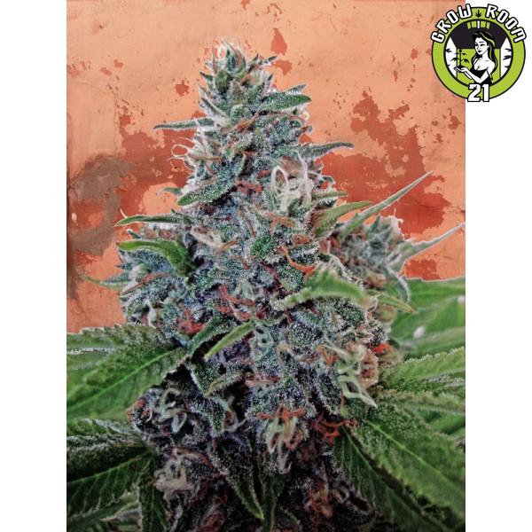 Bild von Auto Blue Amnesia